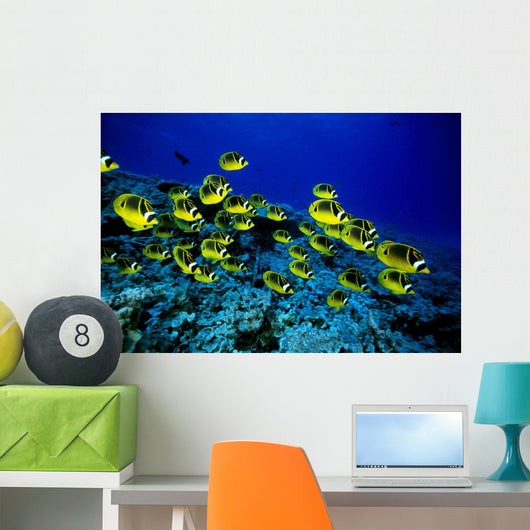 Hawaii, Schooling Raccoon Butterflyfish Over Reef C1914 Wall Mural