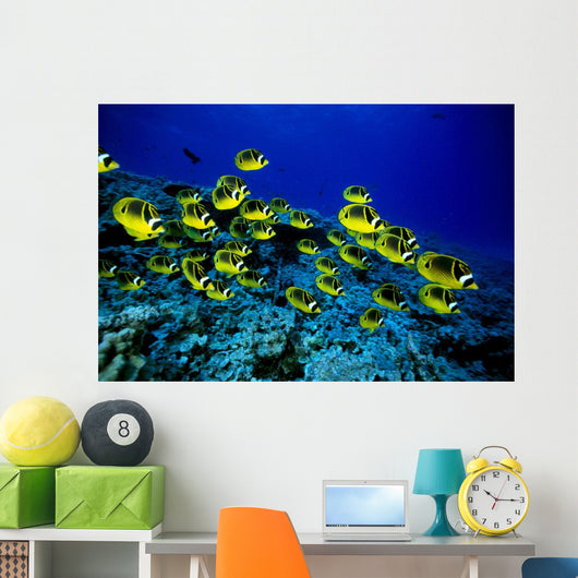 Hawaii, Schooling Raccoon Butterflyfish Over Reef C1914 Wall Mural