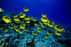 Hawaii, Schooling Raccoon Butterflyfish Over Reef C1914 Wall Mural