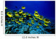 Hawaii, Schooling Raccoon Butterflyfish Over Reef C1914 Wall Mural