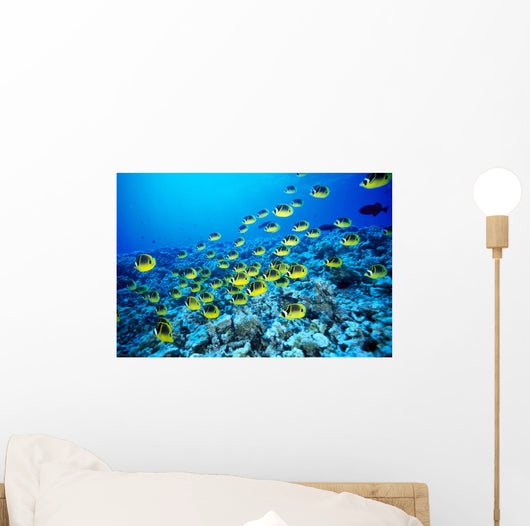 Hawaii, Schooling Raccoon Butterflyfish In Bright Blue Ocean C1960 Wall Mural