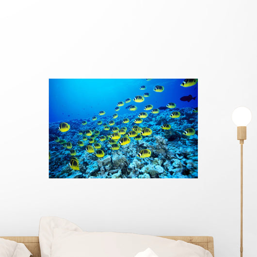 Hawaii, Schooling Raccoon Butterflyfish In Bright Blue Ocean C1960 Wall Mural