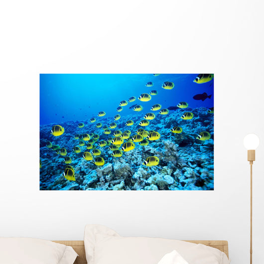 Hawaii, Schooling Raccoon Butterflyfish In Bright Blue Ocean C1960 Wall Mural