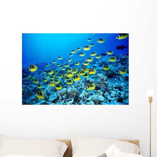 Hawaii, Schooling Raccoon Butterflyfish In Bright Blue Ocean C1960 Wall Mural
