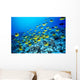 Hawaii, Schooling Raccoon Butterflyfish In Bright Blue Ocean C1960 Wall Mural