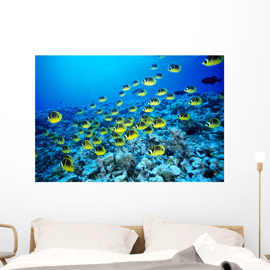 Hawaii, Schooling Raccoon Butterflyfish In Bright Blue Ocean C1960 Wall Mural