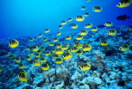 Hawaii, Schooling Raccoon Butterflyfish In Bright Blue Ocean C1960 Wall Mural