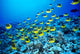 Hawaii, Schooling Raccoon Butterflyfish In Bright Blue Ocean C1960 Wall Mural