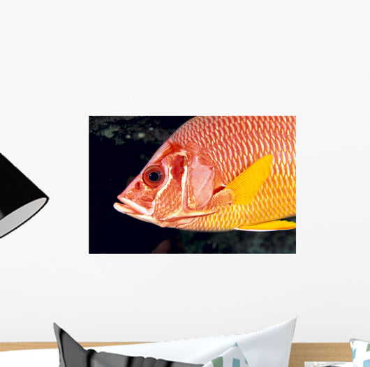Hawaii, Close-Up Side View Of Long-Jawed Squirrelfish C1923 Wall Mural