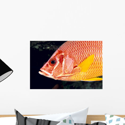 Hawaii, Close-Up Side View Of Long-Jawed Squirrelfish C1923 Wall Mural