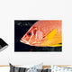 Hawaii, Close-Up Side View Of Long-Jawed Squirrelfish C1923 Wall Mural