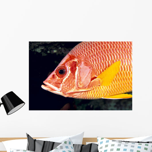 Hawaii, Close-Up Side View Of Long-Jawed Squirrelfish C1923 Wall Mural