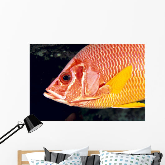 Hawaii, Close-Up Side View Of Long-Jawed Squirrelfish C1923 Wall Mural