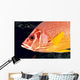 Hawaii, Close-Up Side View Of Long-Jawed Squirrelfish C1923 Wall Mural