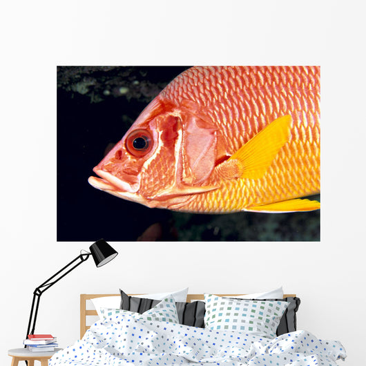 Hawaii, Close-Up Side View Of Long-Jawed Squirrelfish C1923 Wall Mural
