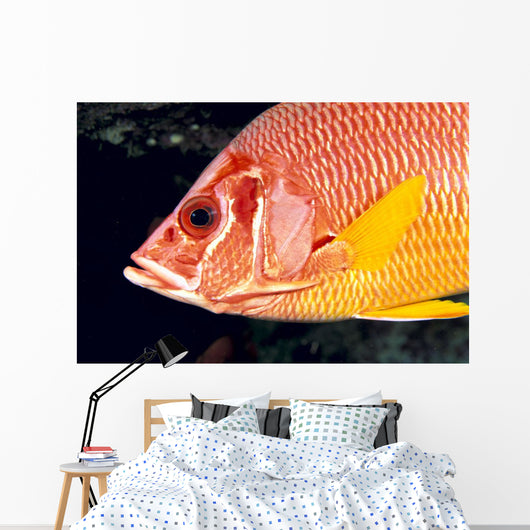 Hawaii, Close-Up Side View Of Long-Jawed Squirrelfish C1923 Wall Mural
