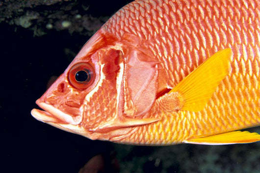 Hawaii, Close-Up Side View Of Long-Jawed Squirrelfish C1923 Wall Mural