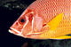 Hawaii, Close-Up Side View Of Long-Jawed Squirrelfish C1923 Wall Mural