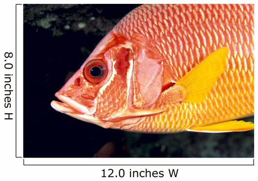 Hawaii, Close-Up Side View Of Long-Jawed Squirrelfish C1923 Wall Mural
