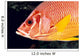 Hawaii, Close-Up Side View Of Long-Jawed Squirrelfish C1923 Wall Mural