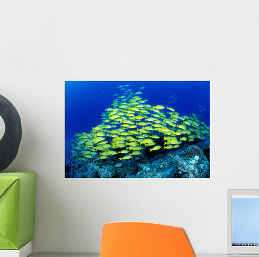 Hawaii, Schooling Bluestripe Snapper Coral Reef C1929 Wall Mural
