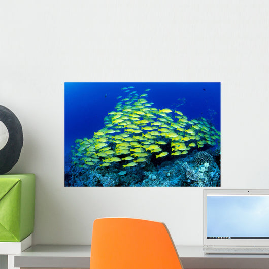 Hawaii, Schooling Bluestripe Snapper Coral Reef C1929 Wall Mural