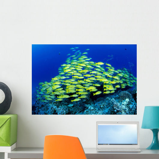 Hawaii, Schooling Bluestripe Snapper Coral Reef C1929 Wall Mural