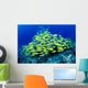 Hawaii, Schooling Bluestripe Snapper Coral Reef C1929 Wall Mural