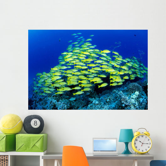 Hawaii, Schooling Bluestripe Snapper Coral Reef C1929 Wall Mural