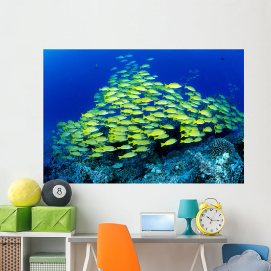 Hawaii, Schooling Bluestripe Snapper Coral Reef C1929 Wall Mural