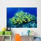 Hawaii, Schooling Bluestripe Snapper Coral Reef C1929 Wall Mural