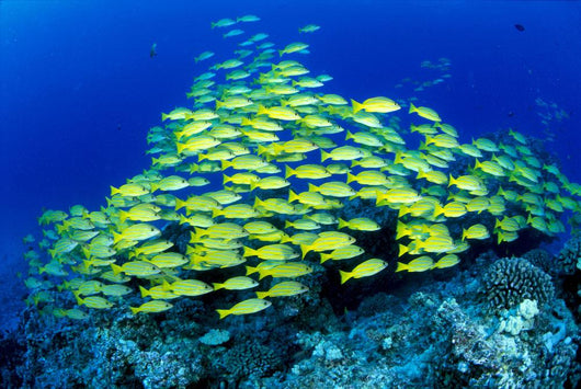 Hawaii, Schooling Bluestripe Snapper Coral Reef C1929 Wall Mural