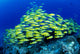 Hawaii, Schooling Bluestripe Snapper Coral Reef C1929 Wall Mural
