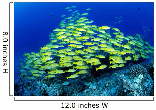 Hawaii, Schooling Bluestripe Snapper Coral Reef C1929 Wall Mural