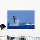 Hawaii, Maui, Humpback Whale Breaching C2024 Wall Mural