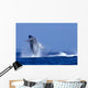 Hawaii, Maui, Humpback Whale Breaching C2024 Wall Mural