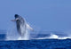 Hawaii, Maui, Humpback Whale Breaching C2024 Wall Mural