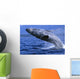 Alaska, Inside Passage, Humpback Whale, Full Breach Close-Up, C2037 Wall Mural