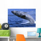 Alaska, Inside Passage, Humpback Whale, Full Breach Close-Up, C2037 Wall Mural