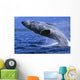 Alaska, Inside Passage, Humpback Whale, Full Breach Close-Up, C2037 Wall Mural