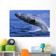 Alaska, Inside Passage, Humpback Whale, Full Breach Close-Up, C2037 Wall Mural