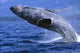 Alaska, Inside Passage, Humpback Whale, Full Breach Close-Up, C2037 Wall Mural