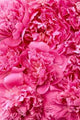 Peony flower heads - background Wall Mural