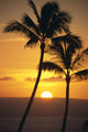 Two Palm Trees Silhouetted At Sunset Wall Mural