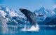 [Dc] Humpback Whale Breaching Snowcapped Mountains Background C2040 Wall Mural