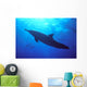 Hawaii, Spinner Dolphin Near Surface, Reflections C1986 Wall Mural