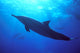 Hawaii, Spinner Dolphin Near Surface, Reflections C1986 Wall Mural