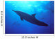 Hawaii, Spinner Dolphin Near Surface, Reflections C1986 Wall Mural