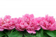 Peony Wall Decal