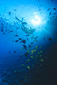 Woman Snorkeling With Reef Fish, Sunburst Through Surface Wall Mural